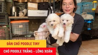 Bán Chó Poodle Tiny - Chó Poodle Trắng Tai Kem - Phương Cún TV by Phương Cún TV 287 views 8 months ago 2 minutes, 43 seconds