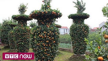 Quất cảnh lộc bình khổng lồ hút khách dịp Tết | VTC9