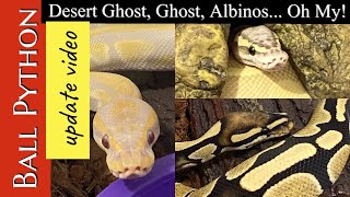 BALL PYTHON UPDATE: Part 2 Net Worth