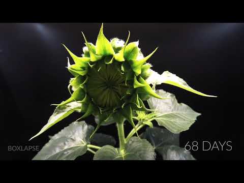 วีดีโอ: แมลงศัตรูพืชกับดอกทานตะวัน