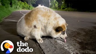Download Lagu 81-Pound Street Dog Goes On A Weight Loss Journey | The Dodo MP3 Download Lagu 81-Pound Street Dog Goes On A Weight Loss Journey | The Dodo MP3
