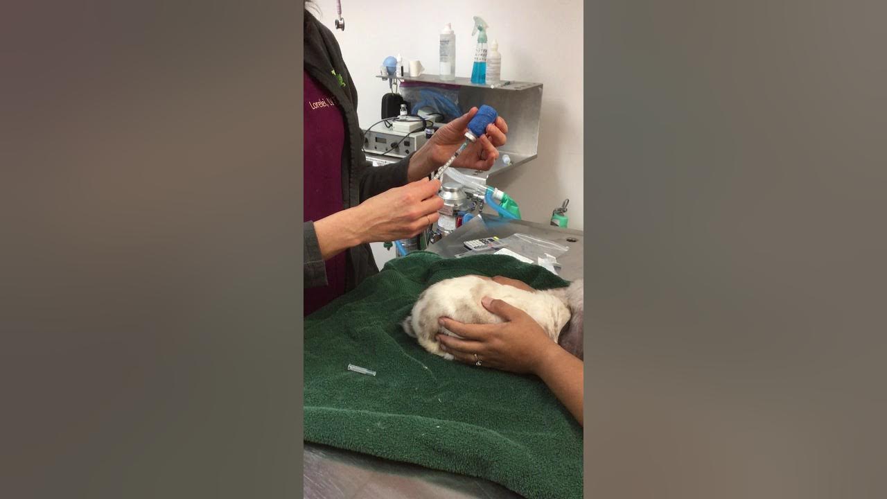 SubCutaneous injections in a rabbit YouTube