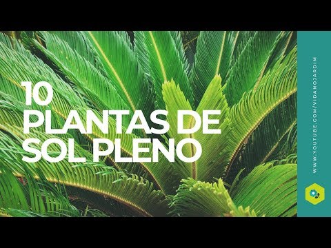 Vídeo: Plantas para locais úmidos e ensolarados: plantas que adoram solo úmido e sol pleno