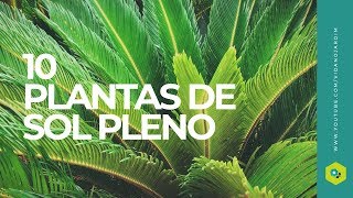 10 PLANTAS de SOL PLENO - thptnganamst.edu.vn