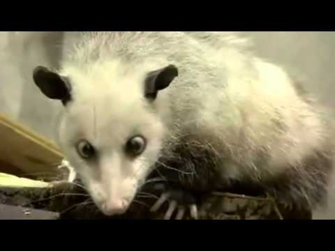 Video: Duitse Schele Opossum Tipt Oscars