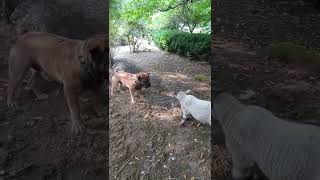 South African Boerboel VS  lamb Owner Carmen Rowe by Dogs In The World 682 views 2 years ago 3 minutes, 3 seconds