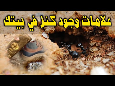 فيديو: يعيش بران قلعة الصور