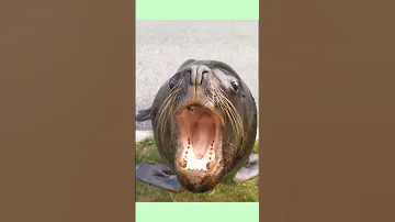 كلب البحر يأكل ويضحك مواقف مضحكة للأطفال 