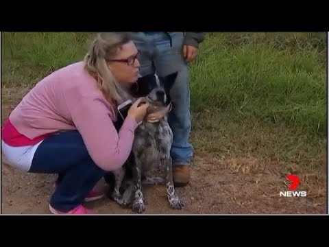"Max" 17yo Hero Dog finds Missing Toddler