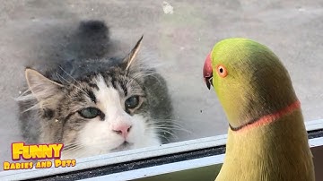 The FUNNIEST Pet Videos of the year! 🤣  BEST Compilation - Funny Pets Video