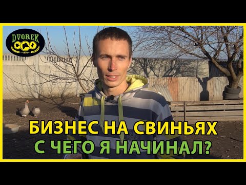 Свиньи Как Бизнес С Чего Я Начинал