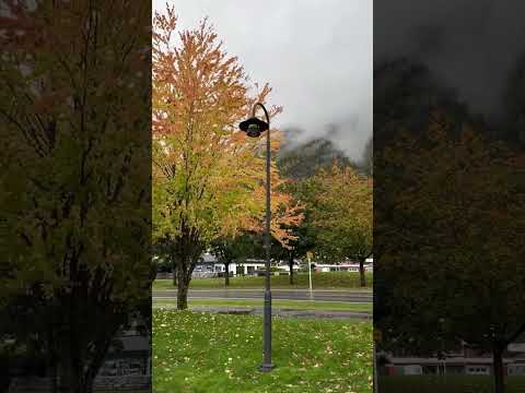 ورقو الأصفر شهر أيلول تحت الشبابيك    فيروزيات كلاسيك فيروز