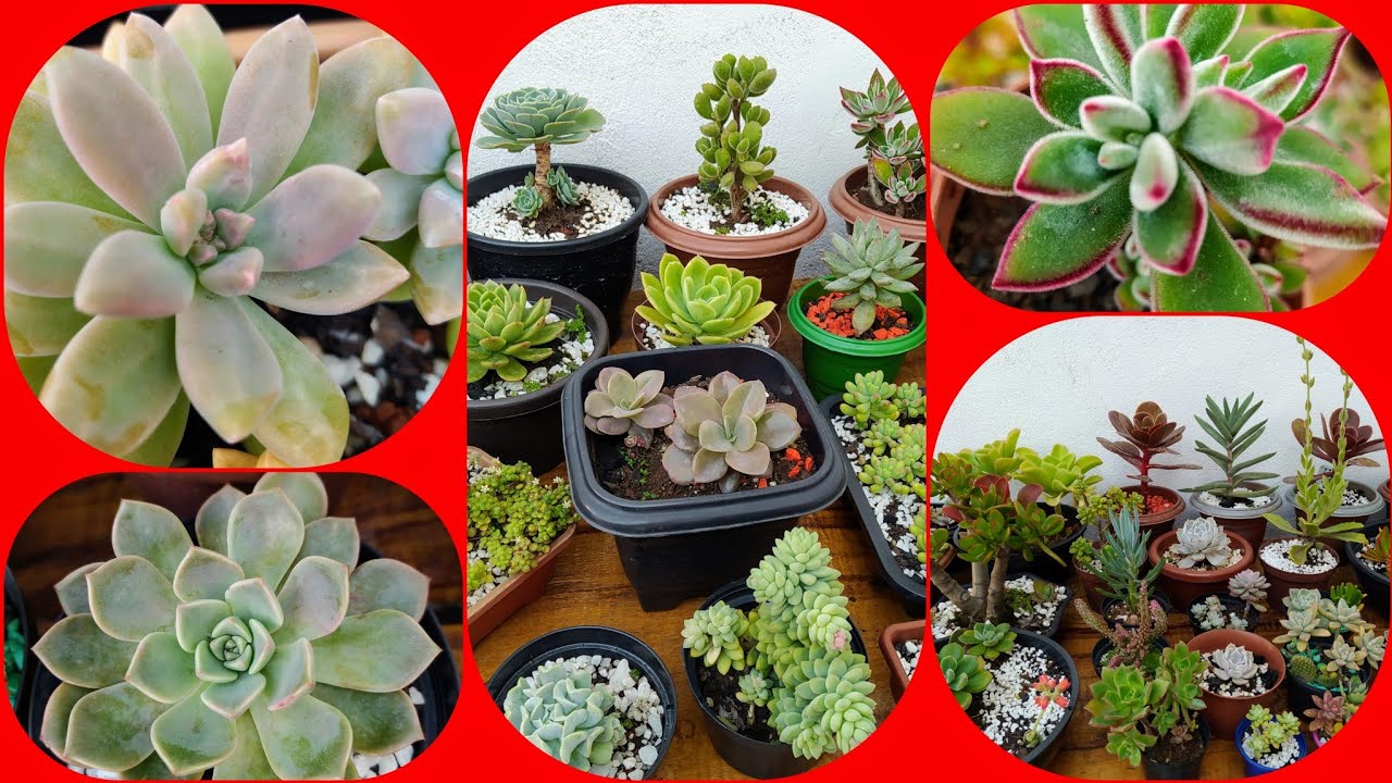 Como Ter Suculentas Lindas? 