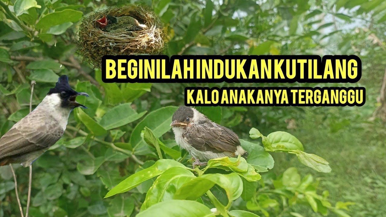 Indukan Kutilang Ribut Saat Anakan Terganggu. #Nuansa_Alam