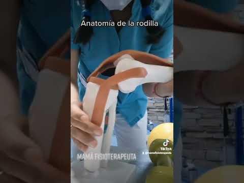 Anatomía de Rodilla