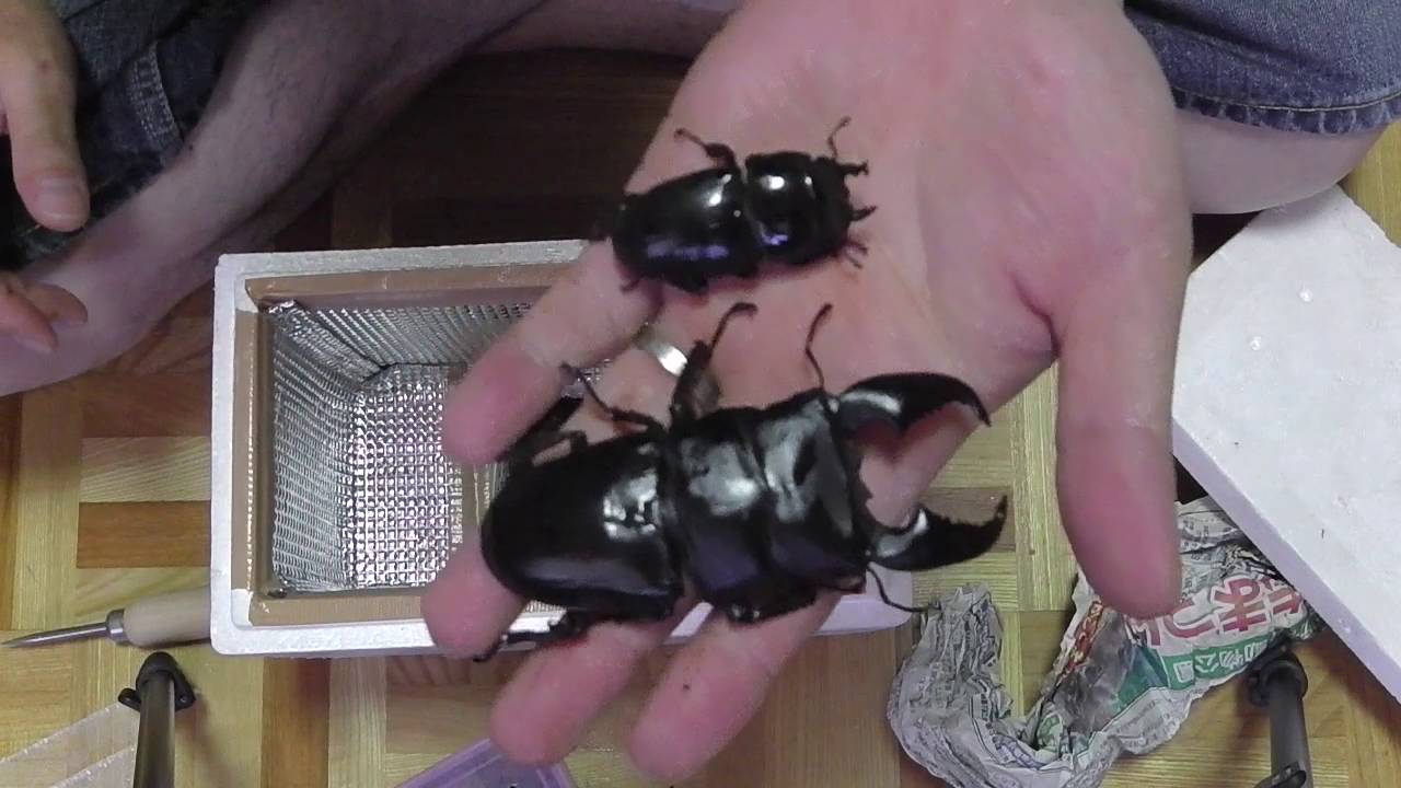 insectbase)ハーキュリーT血統スマトラ大型血統 ♂93㎜ペア‼️一度使用