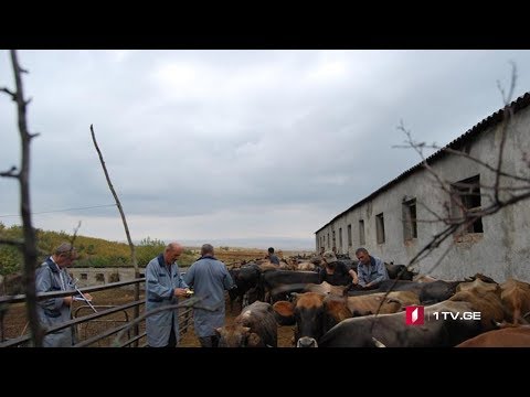 ბრუცელოზის შემთხვევები სოფელ წინუბანში