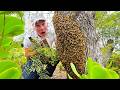 MASSIVE HONEYBEE SWARM