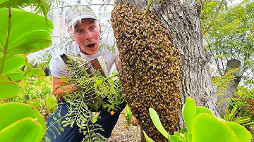 MASSIVE HONEYBEE SWARM