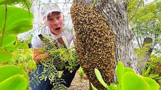 Can You Spot The Queen Bee Amongst 20,000 Bees?