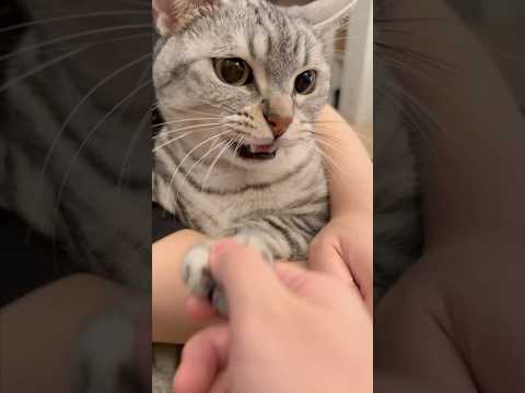 爪切りと聞いて機嫌が悪くなる猫が可愛いwww #shorts #猫 #cat