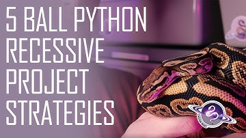 5 Ways to Start Recessive Ball Python Projects