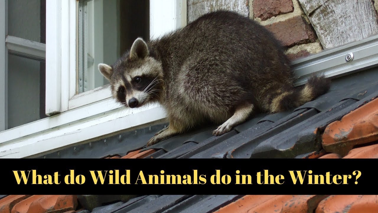 where-do-animals-go-in-the-winter-youtube