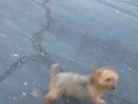 Bruce the yorkie