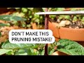 Don’t Make this Pruning Mistake! #shorts