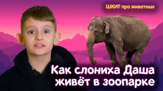 видео: 10 самых интересных фактов о слонах. Проверили факты в зоопарке и узнали, как там живёт слониха Даша картинка: 10 самых интересных фактов о слонах. Проверили факты в зоопарке и узнали, как там живёт слониха Даша