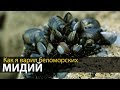 Как я варил беломорских мидий | Походная кухня | Приключения на байдарке