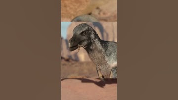 How big was Velociraptor?! #jurassicworld #fossil #naturalhistory #dinosaur  #prehistoric #funny