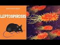 Leptospirosis en humanos y animales causas, síntomas y todo lo que debes saber