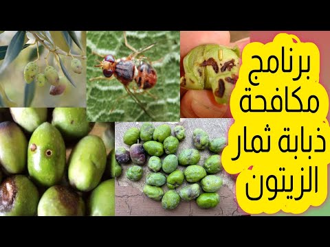 ذبابة ثمار الزيتون الأعراض والعلاج حصريا علي قناة الزواوي الزراعية