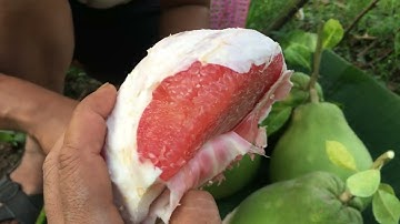 Bưởi ruby Bình Tân Vĩnh Long-0919705120