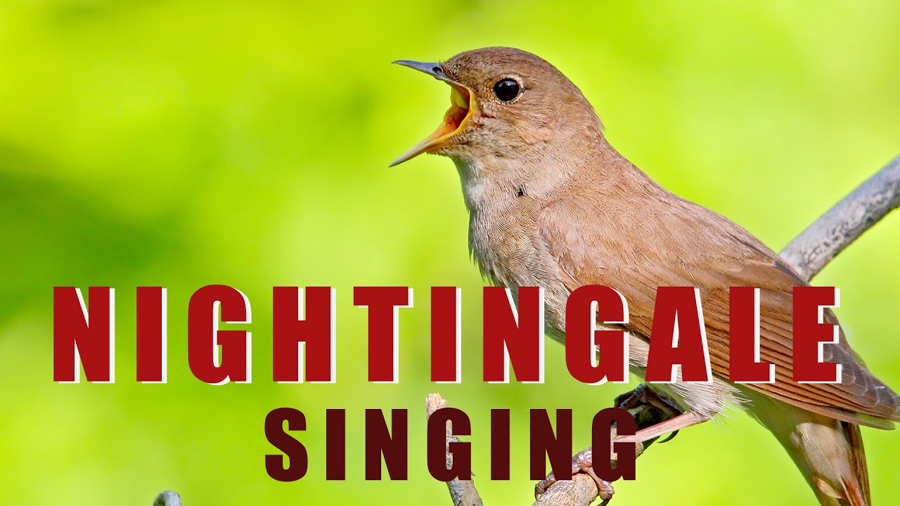 Singing NIGHTINGALE   the best BIRD SONG