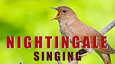 Magnificent Riflebird Youtube