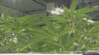 No more jail time for Marijuana in Alabama?