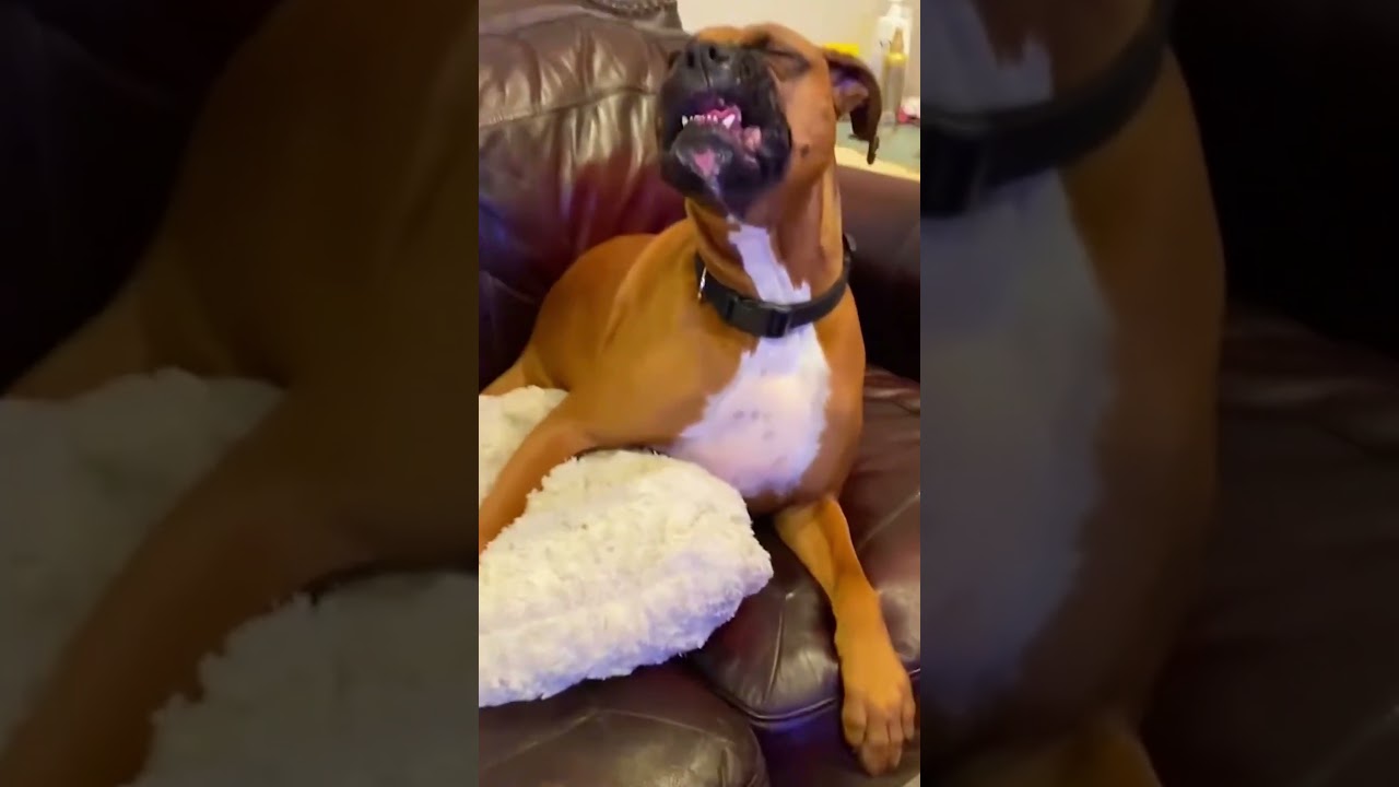 Funny and cute dogs compilation#funnydogs#cute#doglover#doglife#cure#dogshorts#pet#doglife#dogshorts