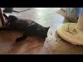 扇風機、ここひえ、Amazonの怪しい冷風機で、涼しくしたよ。キジシロのルル、黒猫くー