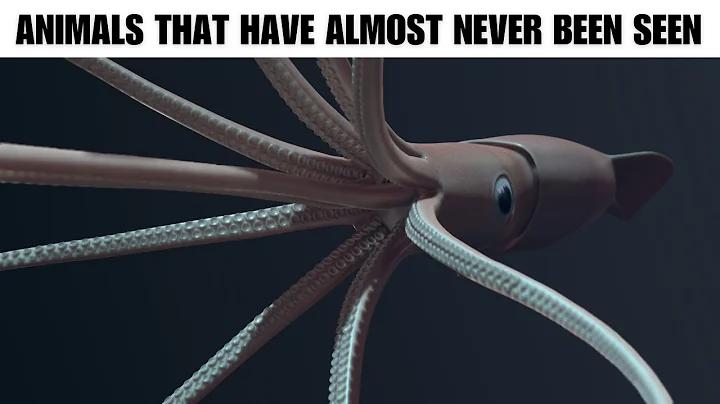 Animals That Have Almost Never Been Seen | The Beast World