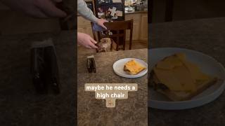 Dachshund shares a grilled cheese 🧀 #shorts