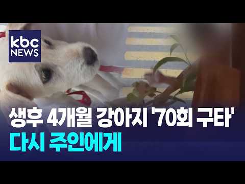 생후 4개월 강아지 '70회 구타'...다시 주인에게 돌아가 / KBC뉴스