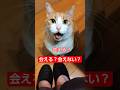 会える？会えない？ #しゃべる猫