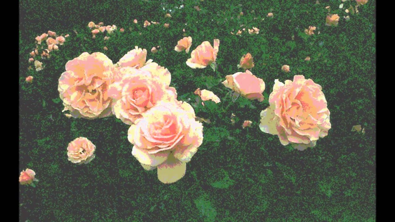 When the Roses Bloom Again Cover (Woody Guthrie) YouTube