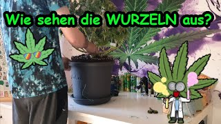 Wurzeln einer Cannabis Pflanze anschauen!  #indoor #cannapeace #weed #cannabis #mrweedmaker