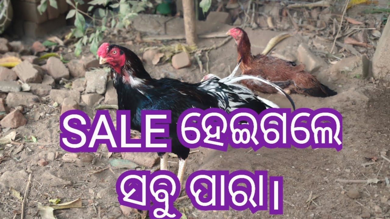 sale ହେଲେ ପାରା ସବୁ #youtubeshorts #youtube #shortsvideo #aseel #aseelmurga #exotic #angul #odisha 