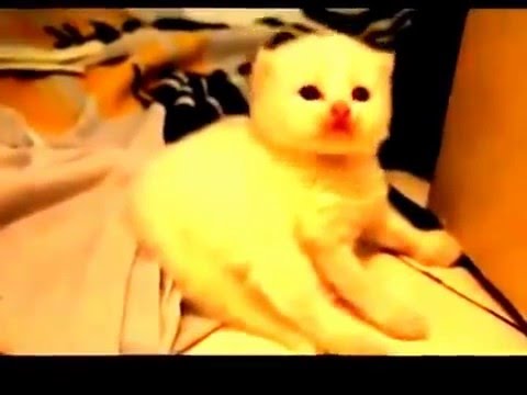 Kucing Anggora, Anak Kucing Lucu