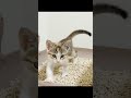 トイレが終わると報告してくる猫がかわいすぎる #shorts #猫 #cat
