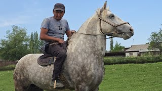 САЯПКЕРДЕН   СЫНДУУ  АТ. ЧЫКТЫ АЛГАНГА ЖЕТИШИП КАЛГЫЛА 